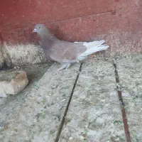 کفتر سرخ حسابی