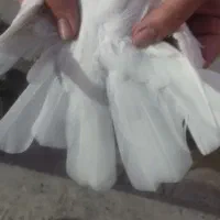 کبوتر طوق