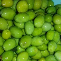 زیتون و روغن زیتون امساله