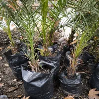 انواع نهال زینتی|گل و گیاه طبیعی|خان ببین, |دیوار