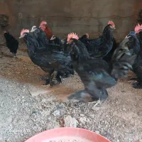 خروس مرندی