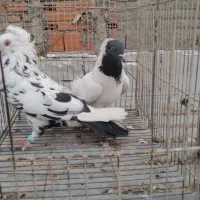 کبوتر تزئینی و رنگی