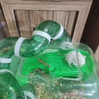 همستر سالم همراه با قفس و کلیه وسایل