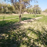 زمین کشاورزی|فروش زمین و ملک کلنگی|تربتحیدریه, پائین ولایت|دیوار