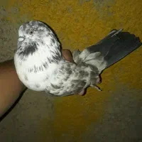 کبوتر پرشی *گرفتنی|پرنده|تهران, ترمینال جنوب|دیوار