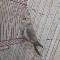 فروش جفت عروس هلندی مولد همراه با جوجه|پرنده|بافق, |دیوار