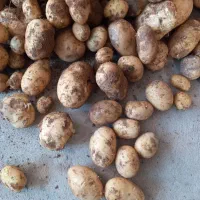 سیب زمینی اکریا