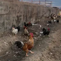 ۱۰عدد خروس جوان محلی و گلین