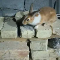 خرگوش خوشگل و باهوش