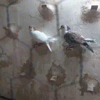 خال زرد کلاغ هفت رنگ|پرنده|سلیمان, |دیوار