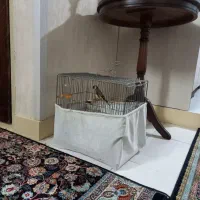 سهره بروجرو|پرنده|تهران, بوستان چیتگر|دیوار