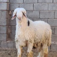 بره بذری عالی درجه ۱