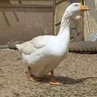 یک جفت غاز میکس خالماگوری