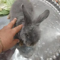 خرگوش  لوپ فیلی