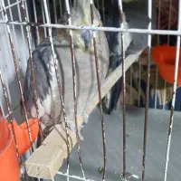 عروس هلندی جفت|پرنده|مشهد, شهید قربانی|دیوار