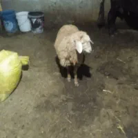 بره ماده