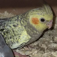 جوجه عروس هلندی گمشده