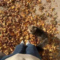 واگذاری گربه پرشین میکس دی اس اچ