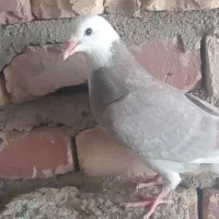 کفتر|پرنده|زابل, |دیوار