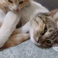 واگذاری بچه گربه سه ماهه|گربه|کرج, خرمدشت|دیوار