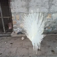طاووس سفید گم شده|حیوانات|سبزوار, قصبه غربی|دیوار