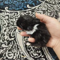 بچه خرگوش|موش و خرگوش|فسا, |دیوار