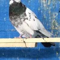 کبوتر کل دم سبز باخت رفته مادش رو تخمه