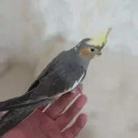 جوجه عروس دست آموز