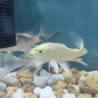 ماهی کوی باله بلند خاص|ماهی|شیراز, شهرک سراج‎|دیوار