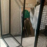 فروش استند توری مغازه. و فروش اتاق پرو|فروشگاه و مغازه|بهشهر, |دیوار