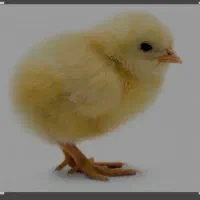 امتیاز مرغداری 20000قطعه