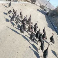 ۳۶عدد بوقلمون به علت نداشتن وقت و مکان