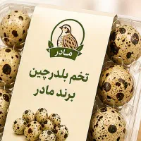 تخم بلدرچین کیلویی مصرف کننده
