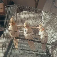 عروس هلندی لوتینو