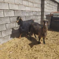 بز مادر دختر