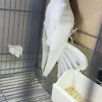 جفت مولد البینو و ماده تک|پرنده|تهران, تهرانسر غربی|دیوار