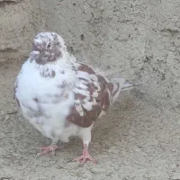 کفتر