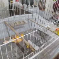 قناری اواز خوان معاوضه بامرغ مینا سخنگو واهلی