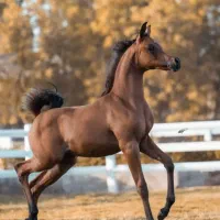 تعدادی نریان بالغ و کره ی عرب مصری (۲سر وارداتی)