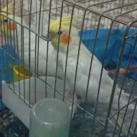 دو جفت عروس هلندی و پاریس|پرنده|سوسنگرد, |دیوار