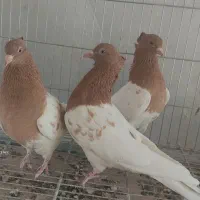 سرزردکاکل میخ