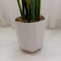 گل و گلدان|گل و گیاه طبیعی|میانه, |دیوار