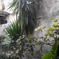 یوکای زیبا|گل و گیاه طبیعی|رشت, لاکان|دیوار