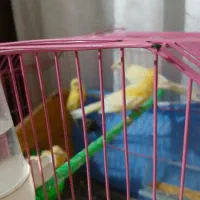 قناری پرتغالی حاضر اماده جفت|پرنده|سیب و سوران, |دیوار