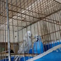 مرغ عشق انگلیسی و پروانه ای