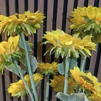 گل اقتابگردان خارجی