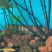 معاوضه لوچ نواری