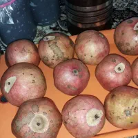 رب انار شیرین ارگانیک|خوردنی و آشامیدنی|سرخنکلاته, |دیوار