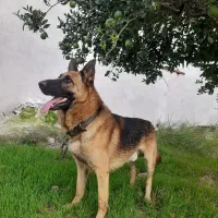 سگ ژرمن|سگ|ساری, |دیوار