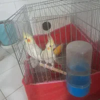 یک جفت عروس هلندی